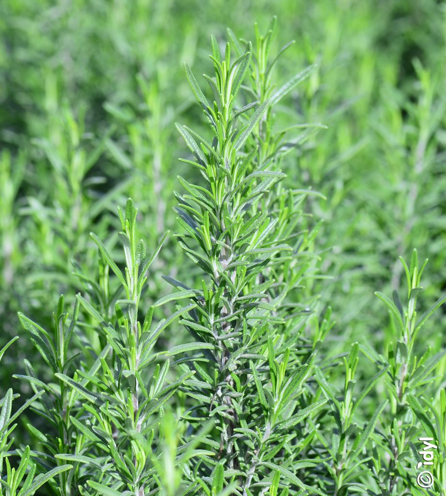 Grown near Saint-Rémy-de-Provence and close to Idyl's workshop, these fresh herbs are hand-picked on order just before loading, to maintain optimal freshness.