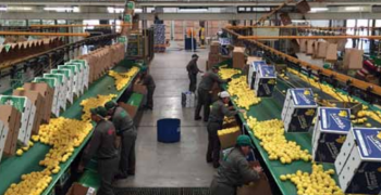 Argentinean lemons seeking to conquer mega-markets