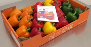 Global Green Team exports peppers to China