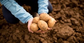 Tesco announces new long term contracts for potato growers