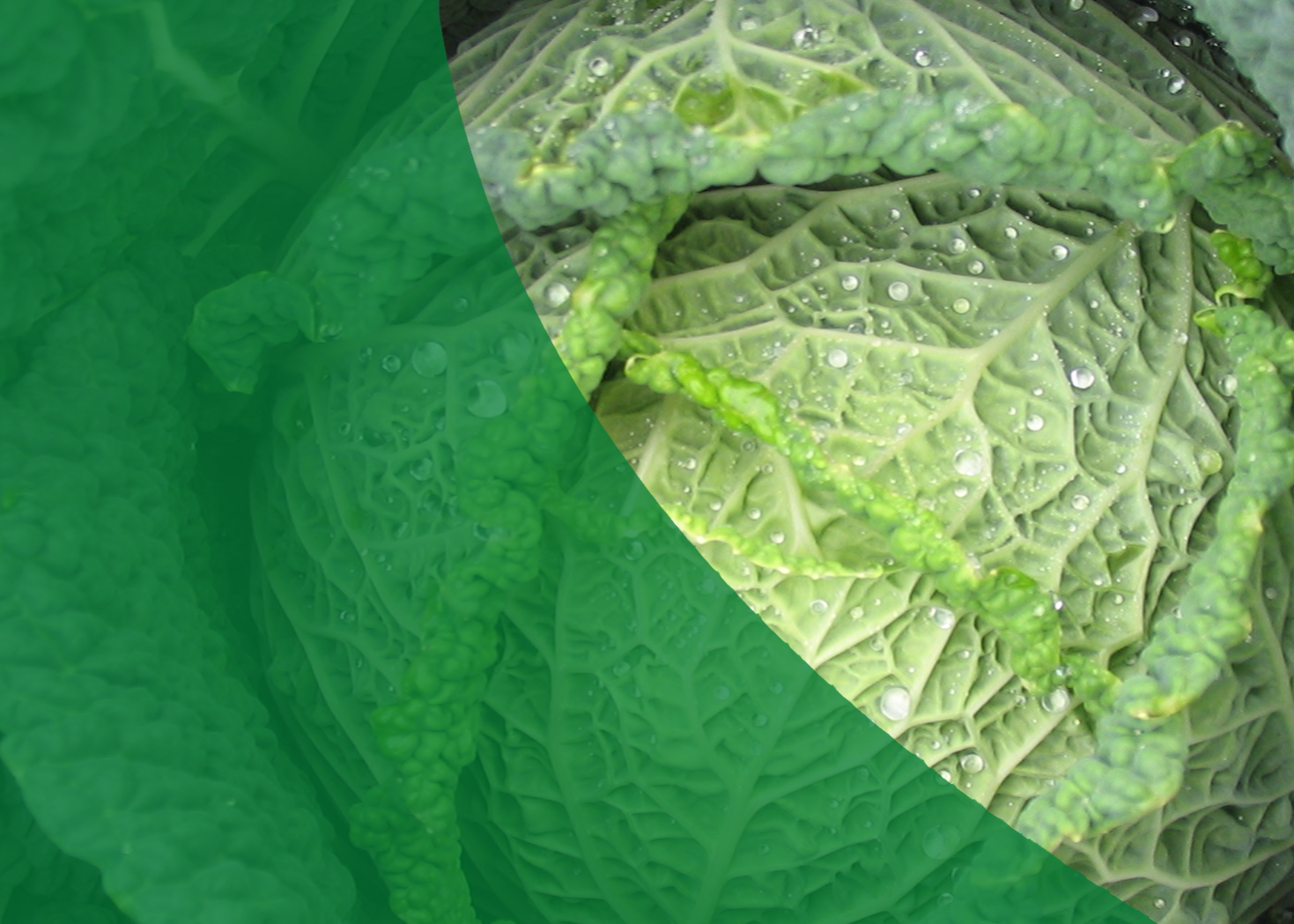 The UK Brassica & Leafy Salad Conference will be held on Wednesday, January 25, next year at the KingsGate Conference Centre in Peterborough.