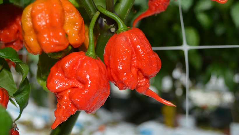 The Carolina Reaper will be sold as part of Tesco’s new Komodo Dragon brand of super-hot chilli peppers and will be marked with a blue flash label. It will be available in more than 130 Tesco stores at a price of £1 for a packet of 2-3 chilli peppers.