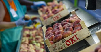 Fruits de Ponent markets OKI brand