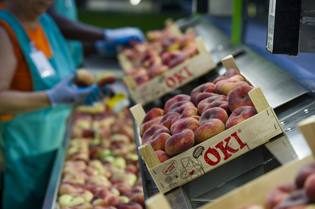 Fruits de Ponent rolled out its flat nectarine and flat peach campaign in June, with exclusive marketing rights to the OKI brand.