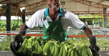 Bananas: Colombia improves its productivity