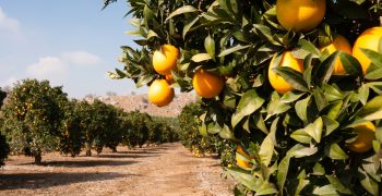 Daifressh reveals its organic citrus program
