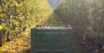 Discover new apple varieties & markets at Interpoma 2016