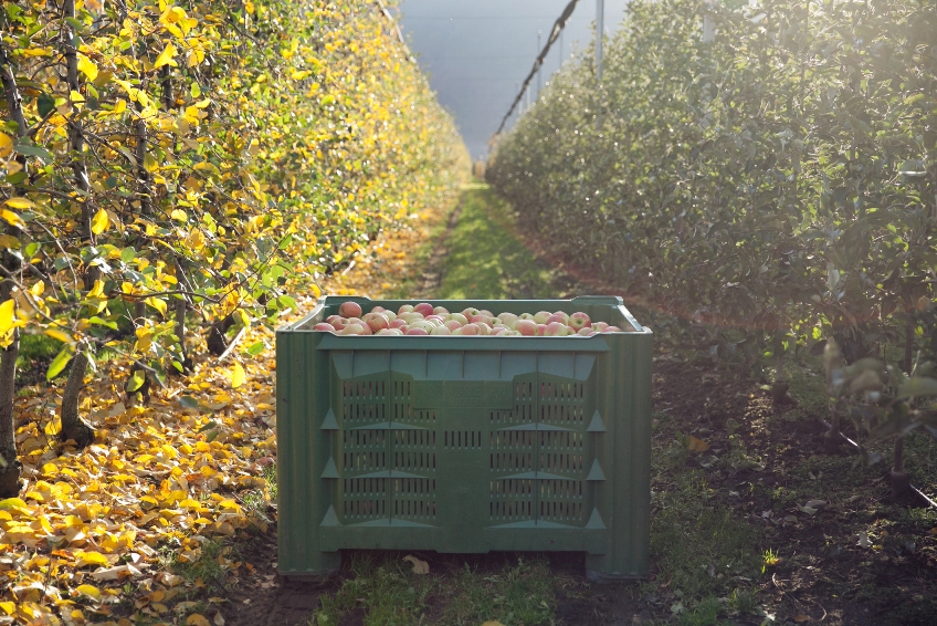 Apple industry members at Interpoma 2016 will discuss how to address situations like the continuation of the Russian embargo, which has almost completely cut trade ties with Western Europe, and the dynamics that various traditional markets are undergoing, where the new generations have definitely reduced their demand for apples.