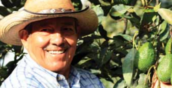 Mexico, undisputed leader in avocado