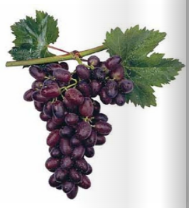 An early season for Puglia table grapes