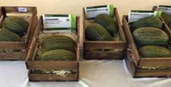 Syngenta Seed the top of the range selection in melons