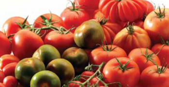 Belgian tomatoes’ strong focus on exports