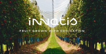 Innatis, the new identity by Pomanjou