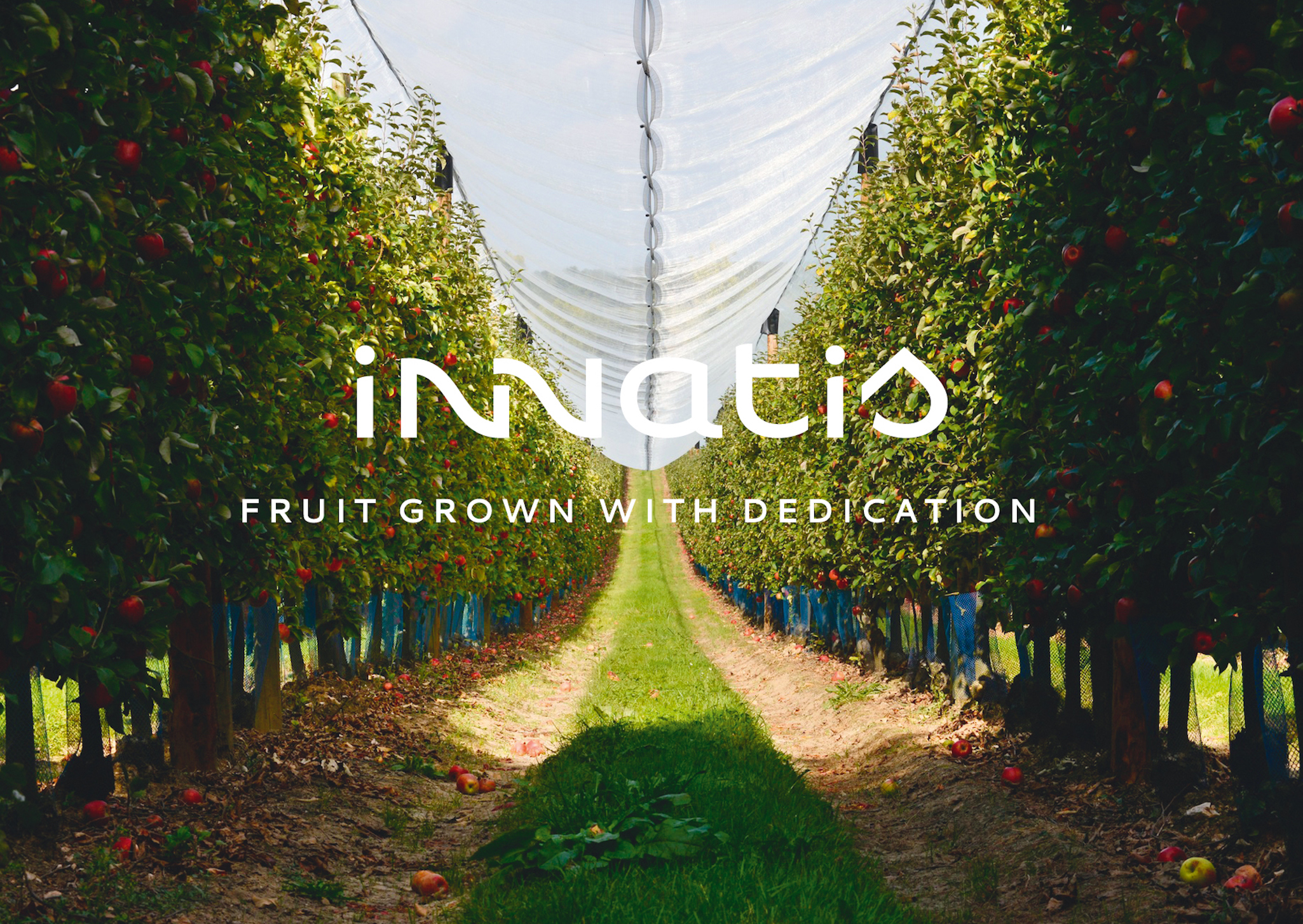 ‘In’ stands for innovation, ’na’ for nature, ’t’ for tradition and know-how, and ‘is’ represents an ending that is open with promise of longevity and prosperity for Innatis! Together, the name reflects Innatis’s core values: innovating with nature to grow fruit with dedication.