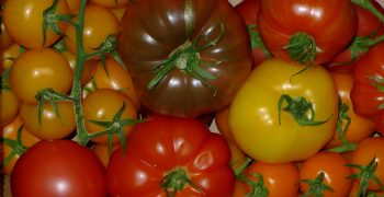 Around the World: Tomatoes