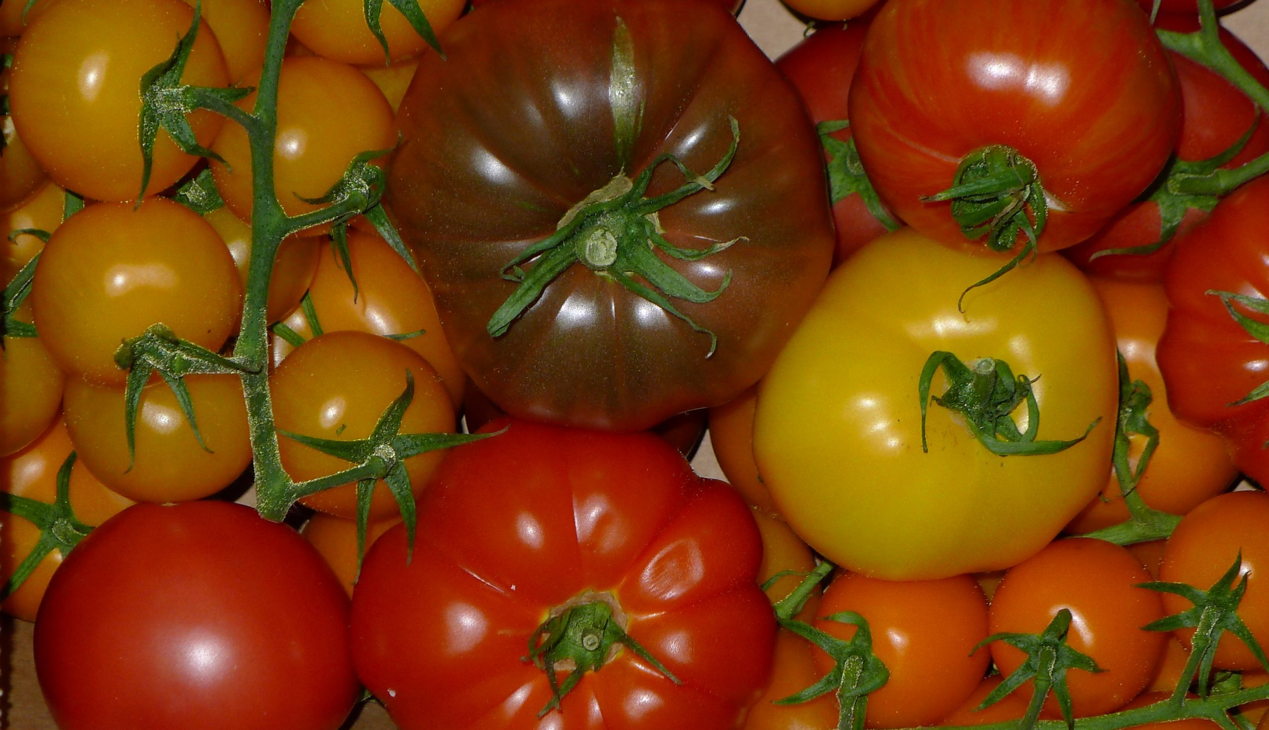 The tomato category is the world’s largest vegetable category, representing 16%. It is also a very fast growing category with an increase in production of 49% between 2000 and 2013.