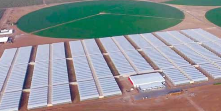 Abu Dhabi’s top producer Elite Agro made it its job this summer to supply vegetables and fruit locally for the first time with a new 20ha greenhouse.