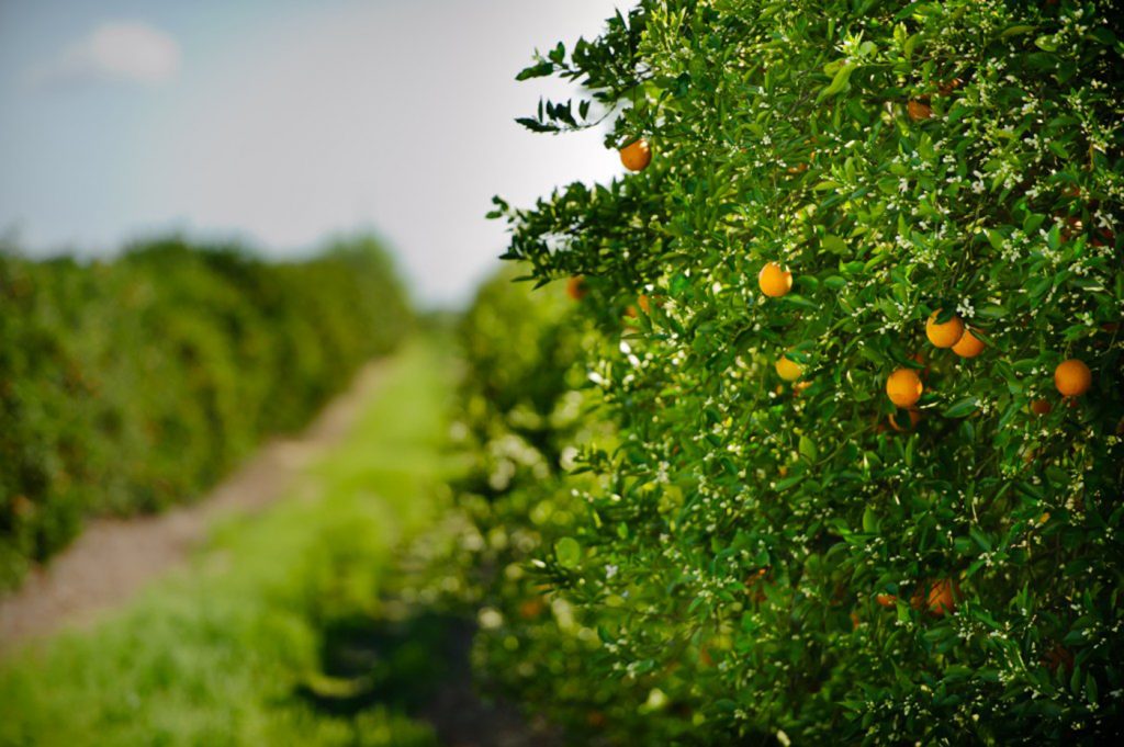 Florida Citrus Commission chairman and Lake Wales citrus grower Ellis Hunt welcomed the fact the forecast came in higher than initial estimates. “I’m looking forward to the day we can see this number start rising again,” Hunt said.