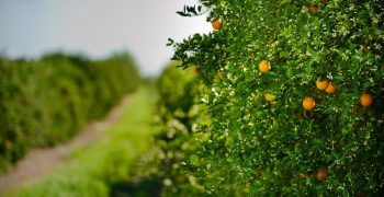 Florida headed for smaller citrus crop