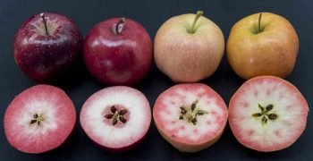Ifored presents new red-fleshed apples