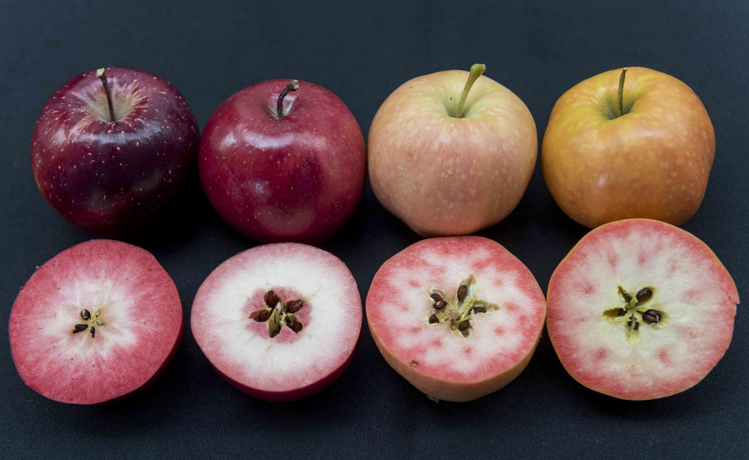 Ifored presented three new red-fleshed apple varieties at Fruit Attraction 2016.