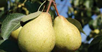 Pears: European supply falls