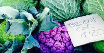 Cabbages, broccoli and onions: Europe the export leader