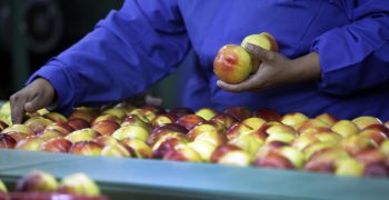 China’s nectarine market opening to Chile