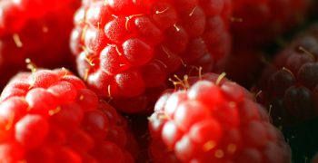 Strong growth in Spain’s berry exports
