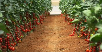 Italy exports 60% of its tomatoes
