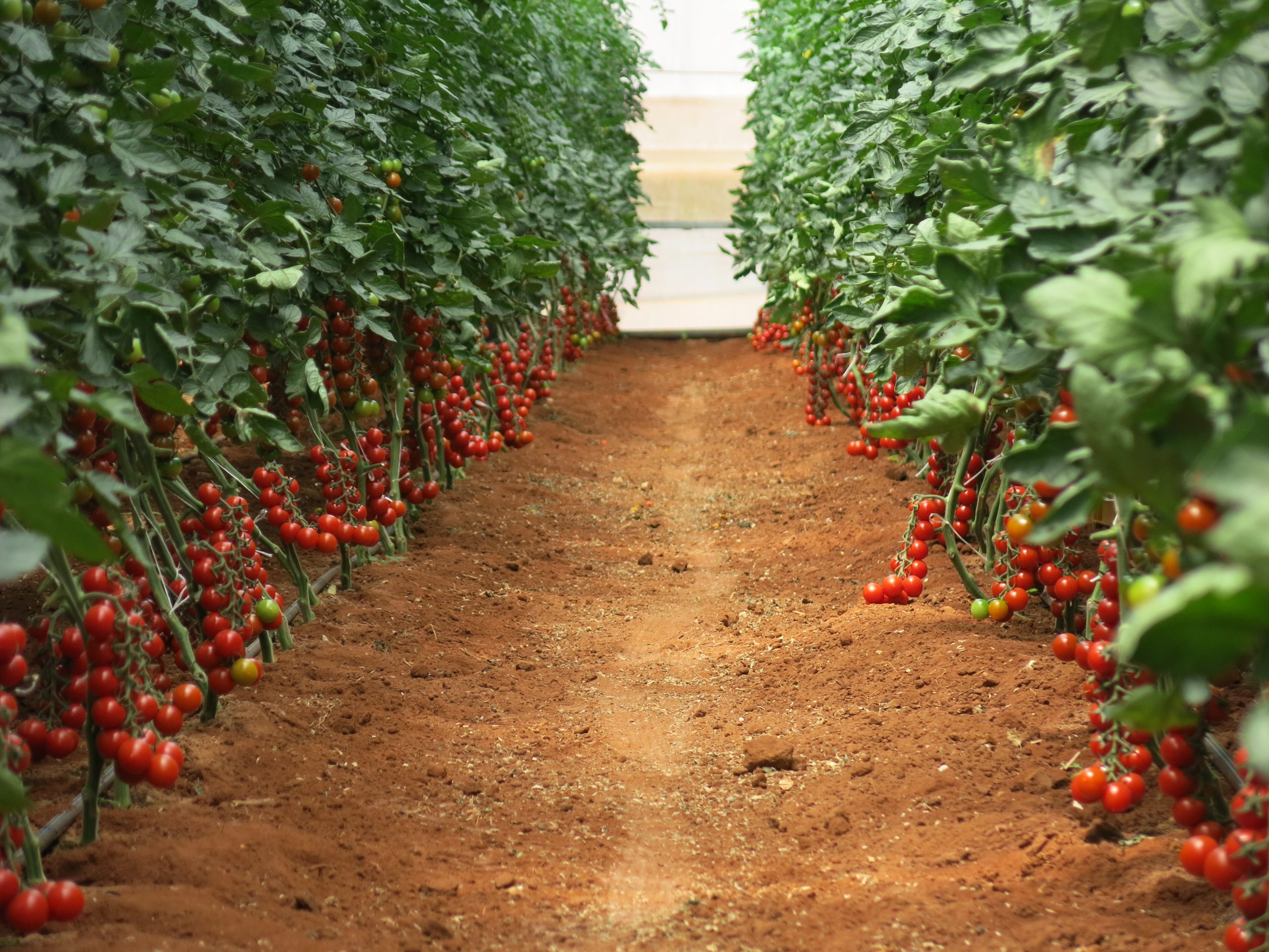 Truss tomatoes are the preferred category and account for 51% of the crop (7,500ha)