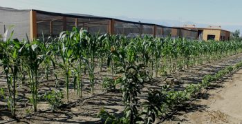 Sainsbury’s on its support for sustainable agriculture in Peruvian desert