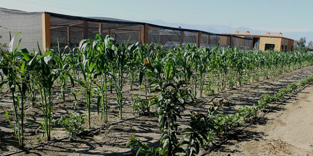 Sainsbury’s Supports Sustainable Agriculture In The Peruvian Desert