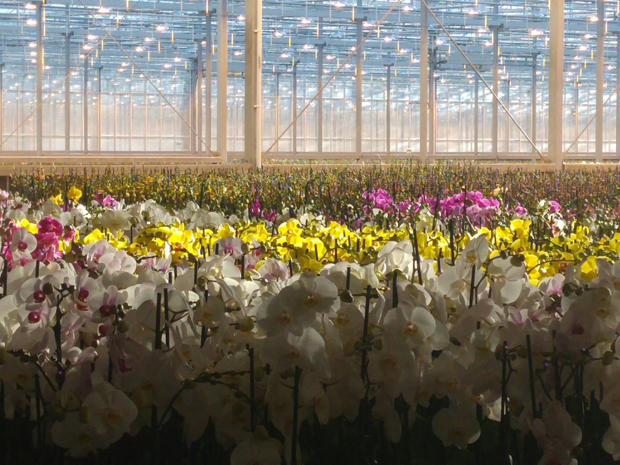 The EU Fresh Info Forum started yesterday (Nov 29) with visits to an urban farm in Rotterdam, a logistics distribution centre (Hillfresh, built 7 years ago, 7,000 palet capacity) and an orchid farm (9ha of glasshouse, 70,000 plants a week) that are all at the cutting edge in their field of activity.