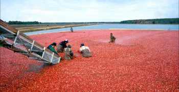 Dried berries driving growth in US cranberry exports