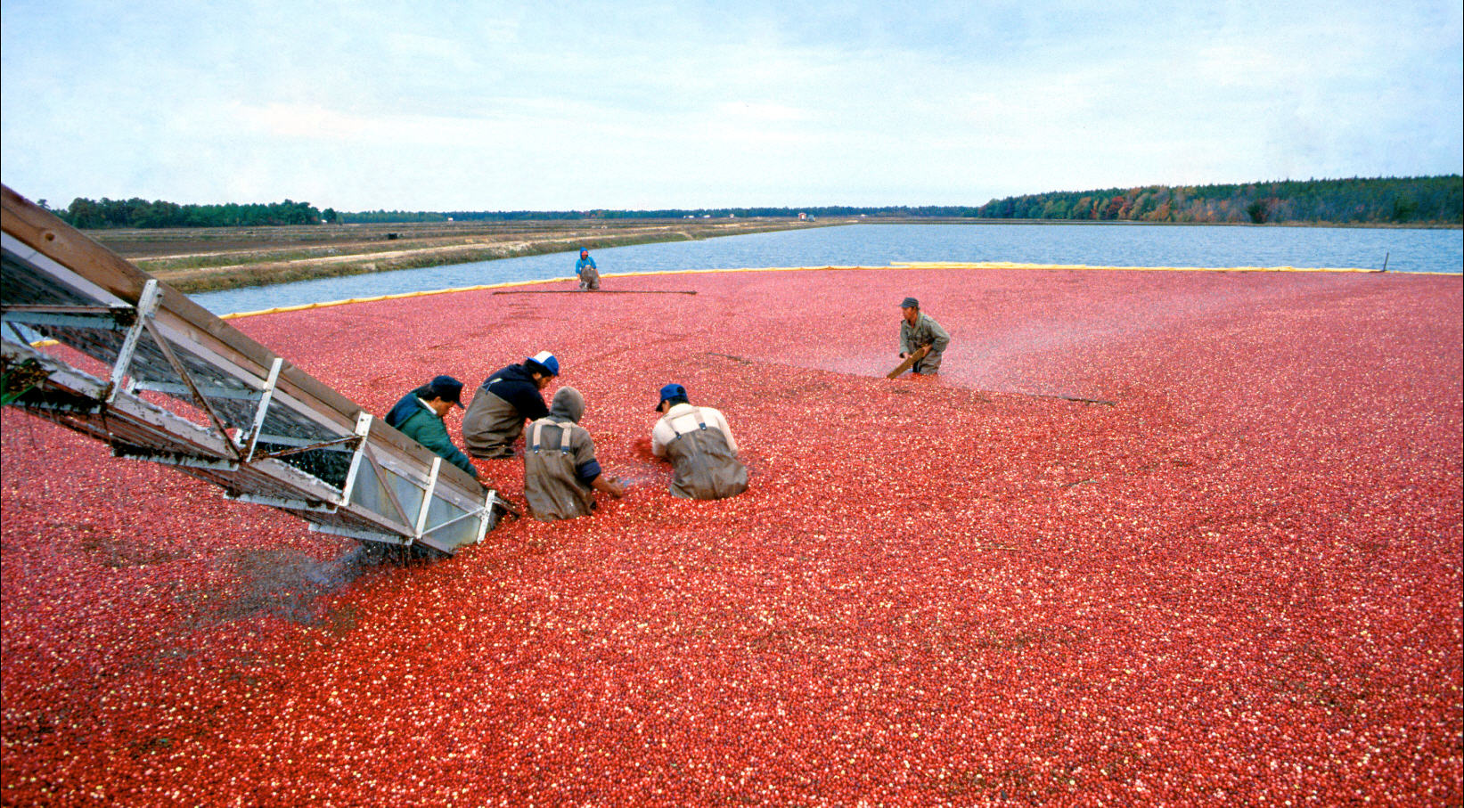 America’s cranberry farmers are in the homestretch of the harvest in what looks to be another banner year for US cranberry production, reports the USDA Foreign Agricultural Service.