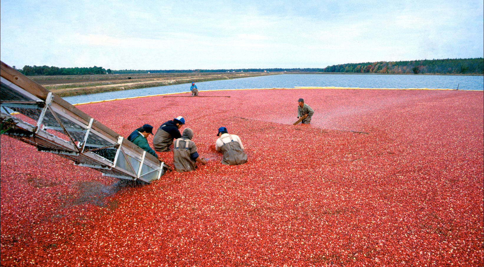 America’s cranberry farmers are in the homestretch of the harvest in what looks to be another banner year for US cranberry production, reports the USDA Foreign Agricultural Service.