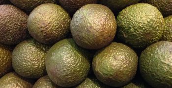 Mexico set for 4% rise in avocado exports