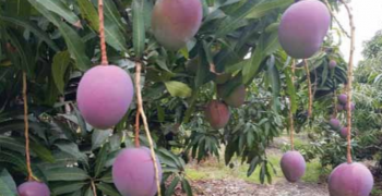 Ecuador can now export its mango to China