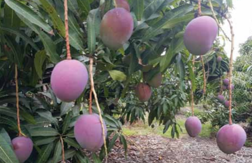 Promising outlook Ecuador’s new mango campaign due to greater volumes, high quality fruit.