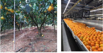 China’s orange imports could surge 35%