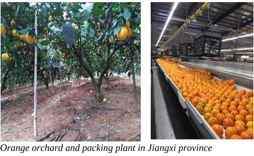 China's citrus imports are expected to continue to grow driven by consumer demand (especially in 1st tier cities) for high-quality and counter-seasonal fruit. 