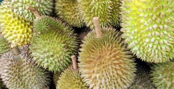 Durian, mangosteen and longan: the kings of Thailand