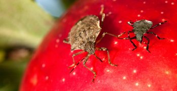 Brown marmorated stink bug causing concern in northern Italy