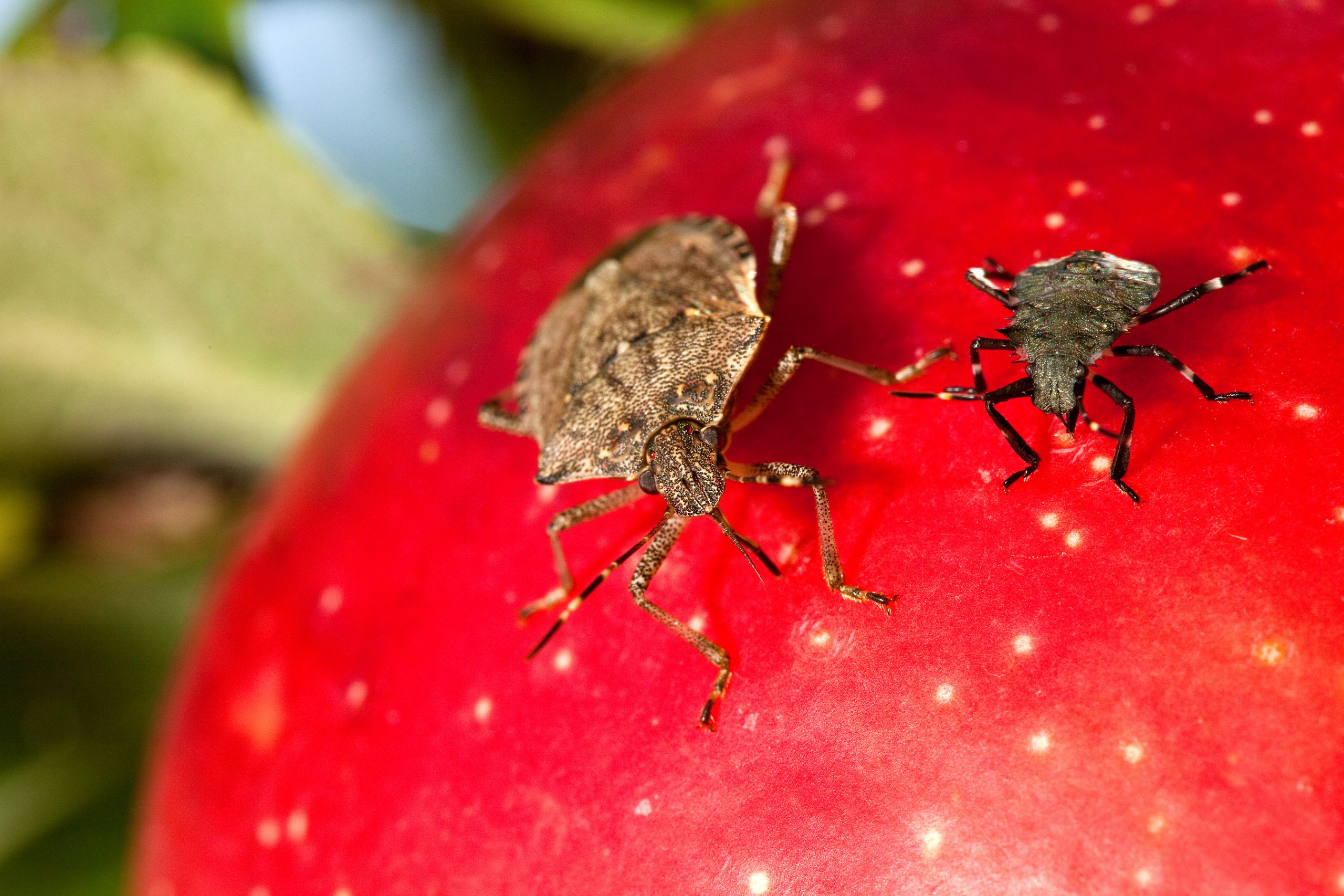 Farmers in northern Italy are said to be worried about the proliferation of the brown marmorated stink bug (Halyomorpha halys) in Veneto and Friuli-Venezia Giuliam. The crops most at risk are apples, pears, kiwi fruit, grapes, soya beans and maize, according to Italian MEP Mara Bizzotto.