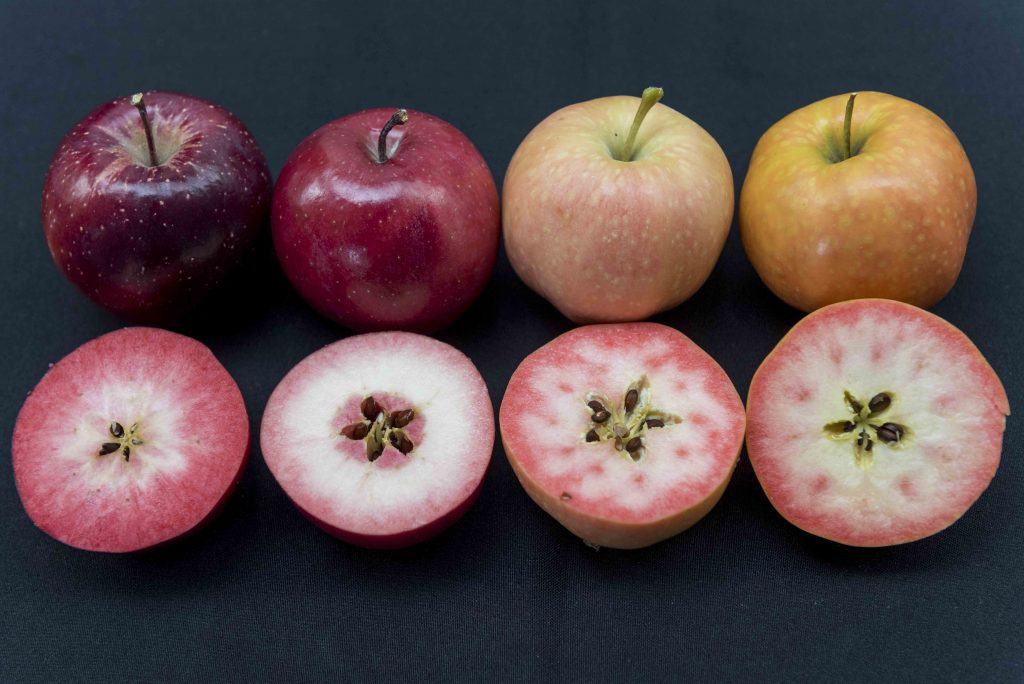  IFORED organisation, grouping together 14 of the biggest apple producers from 5 continents, who joined forces to develop a selection of red pulp apples with excellent flavour and a unique appearance. 