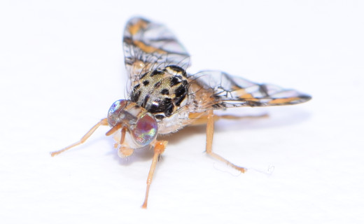 The December 14 detection by US Customs of live Medfly in a clementines shipment from Morocco’s Berkane region has provoked a suspension to certain citrus imports by the US from that area.