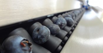 Blueberry Vision Technology by Unitec