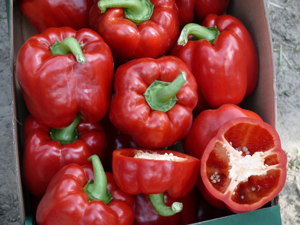 It is the third vegetable grown in Poland, with 1,400 ha of covered crops and 90,000 tons.  Pepper is the third vegetable, after tomatoes and cucumbers, cultivated under cover. The bell pepper harvest from open-field cultivation is much smaller than the harvest of bell peppers grown under cover