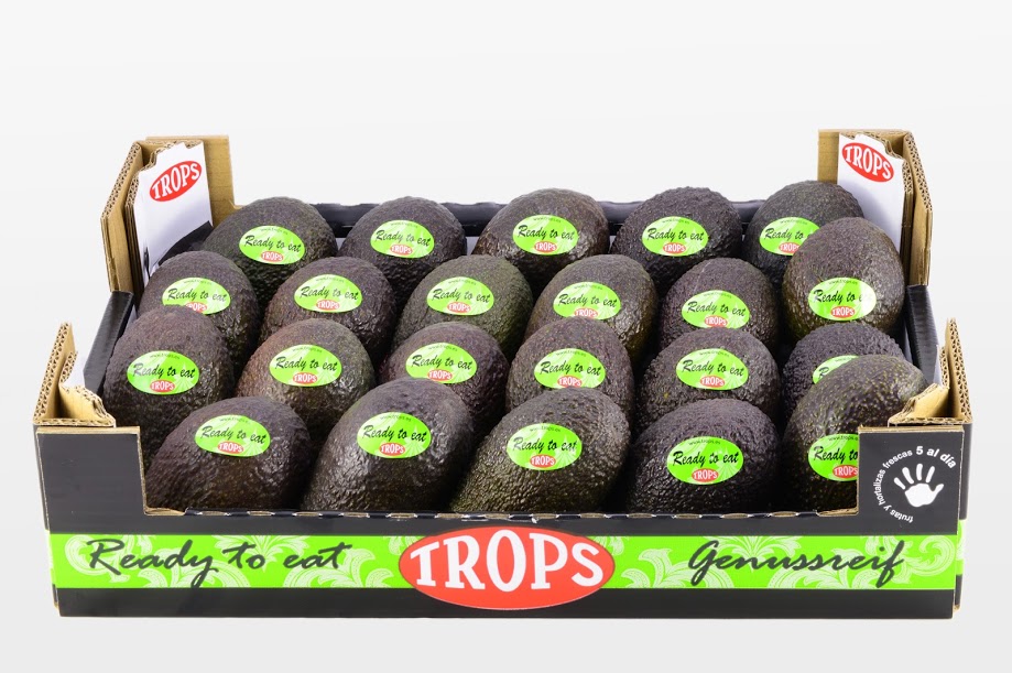 Trops, the largest producer of Spanish avocado, expects a good harvest this year, with an increase of approximately 40% over last season.